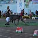 Cosmo Lady terra alano