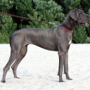 Cosmo Lady terra alano