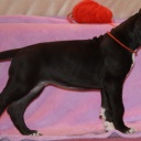 54 дня \\ 54  days