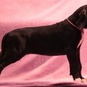 56 дня  \\  56 days