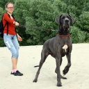 Cosmo Lady terra alano