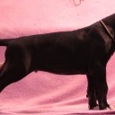 56 дня \\ 56 days