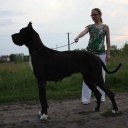 Zamin be my dream terra alano