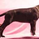 56 дня  \\  56 days