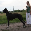 Zamin be my dream terra alano