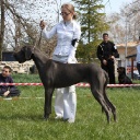 COSMO LADY TERRA ALANO