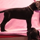 56 дня  \\  56 days