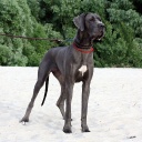 Cosmo Lady terra alano