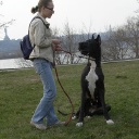 Zamin be my dream terra alano