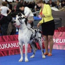 EDS Brno, Republika Chehskaya